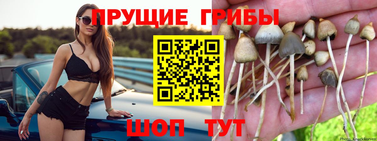 Сорочинск  Галлюциногенные грибы Magic Shrooms  Вход с VPN 